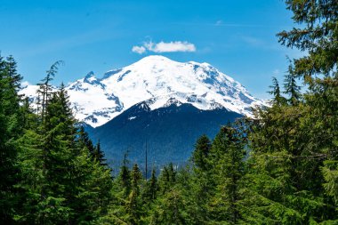 Washington 'daki yemyeşil ağaçların arasından Rainier Dağı manzarası.