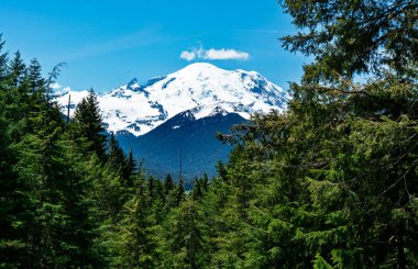 Washington 'daki yemyeşil ağaçların arasından Rainier Dağı manzarası.