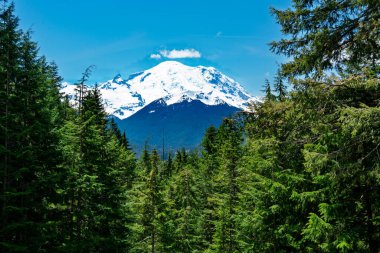 Washington 'daki yemyeşil ağaçların arasından Rainier Dağı manzarası.