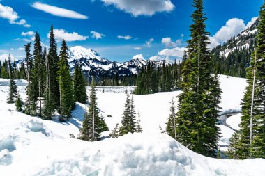 Washington 'da kar ve ağaçlarla kaplı Rainier Dağı' nın panoramik görüntüsü.
