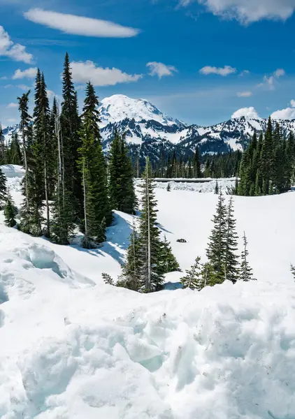 Washington 'da kar ve ağaçlarla kaplı Rainier Dağı' nın panoramik görüntüsü.