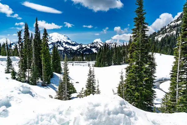 Washington 'da kar ve ağaçlarla kaplı Rainier Dağı' nın panoramik görüntüsü.