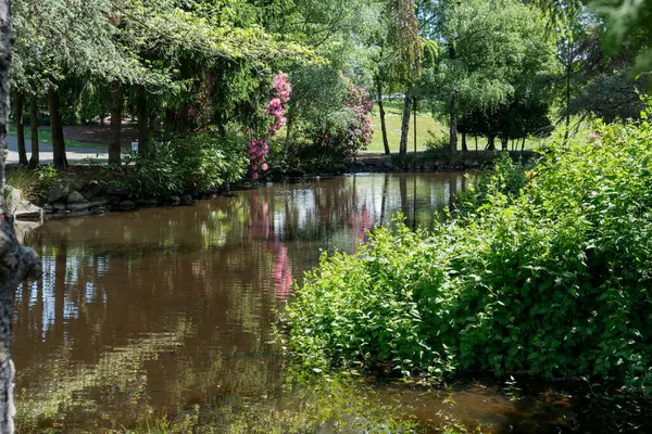 Tacoma, Washington 'daki Point Defiance Park' ta yansımalı bir gölet..