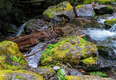 Washington 'da Rainier Dağı' na yakın temiz bir dere..