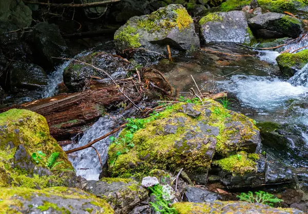 Washington 'da Rainier Dağı' na yakın temiz bir dere..
