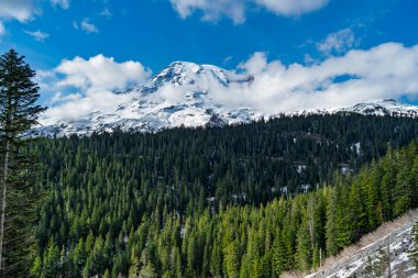Washington 'da Rainier Dağı ve yemyeşil ağaçların manzarası.