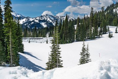 Washington 'da kar ve ağaçlarla kaplı Rainier Dağı' nın panoramik görüntüsü.