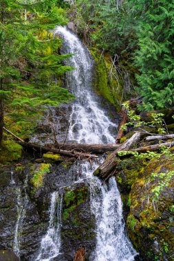 Washington 'daki Rainier Dağı Ulusal Parkı' nda bir şelale..