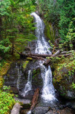 Washington 'daki Rainier Dağı Ulusal Parkı' nda bir şelale..