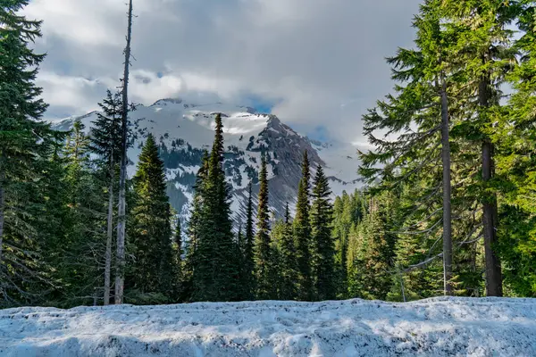 Rainier Dağı 'nın yakınından tepe manzarası..