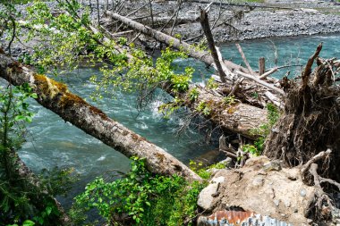 Washington 'daki Beyaz Nehir' in tepesindeki ölü ağaç ağacı..
