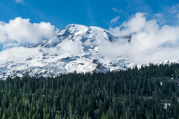 Washington 'da Rainier Dağı ve yemyeşil ağaçların manzarası.