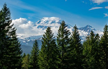 Washington 'da Rainier Dağı' nın önündeki yemyeşil ağaçlar..