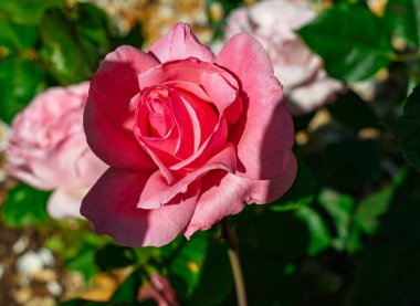 Seatac, Washington 'daki bir bahçede çok renkli parlak bir gülün yakın plan çekimi..