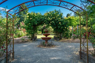 Seatac, Washington 'da bir bahçede ağaçlar..
