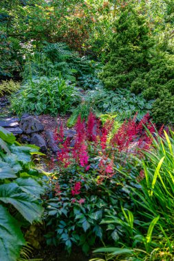 Seatac, Washington 'da bir bahçede çeşitli bitki ve çiçekler var..