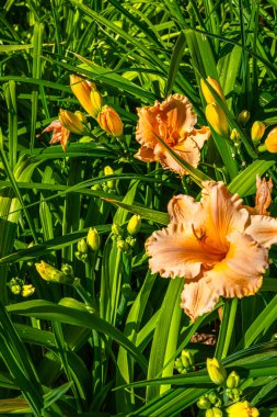 Seatac, Washington 'da turuncu Daylily Flowers' ın yakın plan çekimi..