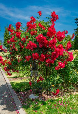 Tacoma, Washington 'daki Point Defiance Parkı' nda koyu kırmızı çiçekli bir çalı..