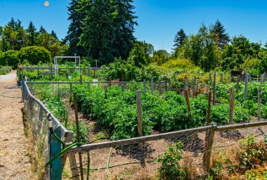 Washington, Güney Seattle 'daki Westcresst Park yakınlarındaki Pea Patch' te bitki ve çiçeklerin birleşimi..