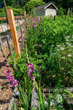 Washington, Güney Seattle 'daki Westcresst Park yakınlarındaki Pea Patch' te bitki ve çiçeklerin birleşimi..