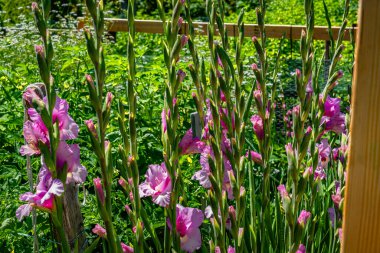 Güney Seattle, Washington 'daki Westcreast Bezelye Tarlası' nda çiçeklerin yakın çekimi..