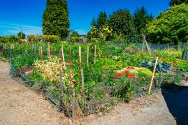 Washington, Güney Seattle 'daki Westcresst Park yakınlarındaki Pea Patch' te bitki ve çiçeklerin birleşimi..