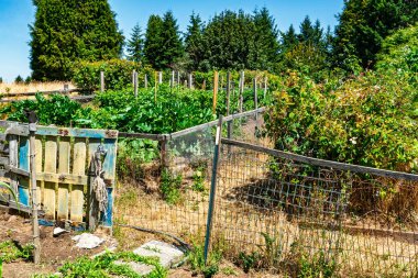 Washington, Güney Seattle 'daki Westcresst Park yakınlarındaki Pea Patch' te bitki ve çiçeklerin birleşimi..