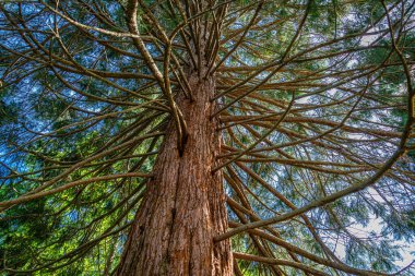 Güney Seattle, Washington 'da bir parkta ağaçta ince yapraksız dallar..