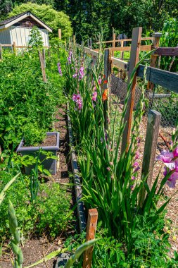 Washington, Güney Seattle 'daki Westcresst Park yakınlarındaki Pea Patch' te bitki ve çiçeklerin birleşimi..