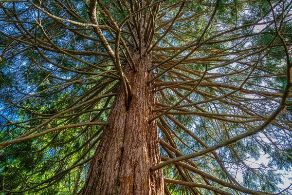 Güney Seattle, Washington 'da bir parkta ağaçta ince yapraksız dallar..