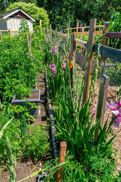 Washington, Güney Seattle 'daki Westcresst Park yakınlarındaki Pea Patch' te bitki ve çiçeklerin birleşimi..