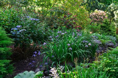 Seatac, Washington 'da bir bahçede çeşitli bitki ve çiçekler var..