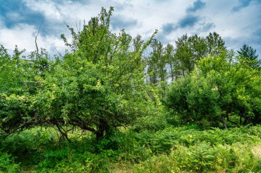 Washington 'da yabani elma ağacı.