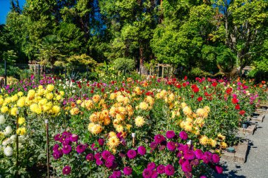 Tacoma, Washington 'daki Point Defiance Park' ta bir Dahlia bahçesi..