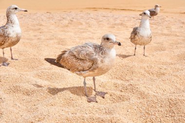 Kuşlar (calidris alba) arka plandaki Baja California sur, Cabo san Lucas sahillerinde mavi deniz. görünümü kapat