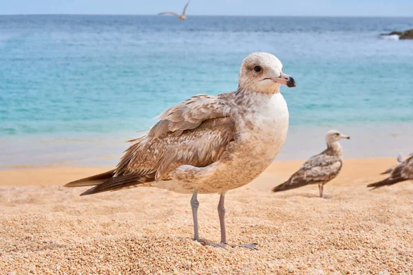 Птицы Calidris Alba Пляже Мео Баха Сюр Экзотические Пляжи Мексики — стоковое фото