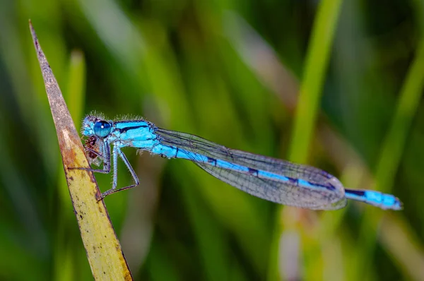 Küçük Bir Böceği Yiyen Sıradan Bir Mavi Kız Sineği — Stok fotoğraf