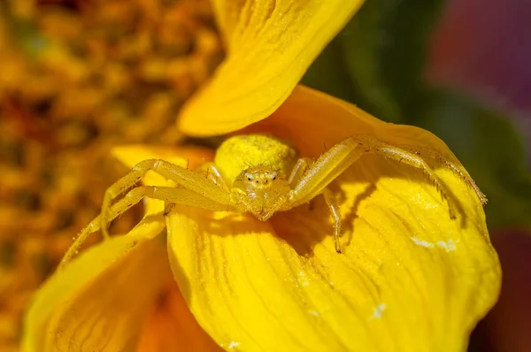 黄色いカニのクモ頭を茶色の目に座っているスーザンの花 — ストック写真