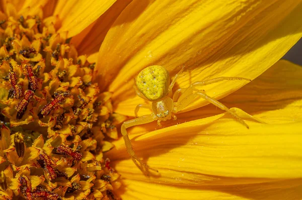 Yellow Crab Spider on Brown-Eyed Susan Petals
