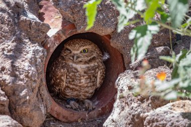 Yuvalanan Baykuş Bir Yeraltı Borusunda Saklanıyor