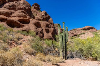 Saguaro kaktüsünün Echo Canyon Trailhead 'deki manzarası. Camelback Dağı, Phoenix, Arizona, açık mavi gökyüzü altında kızıl kaya oluşumları..