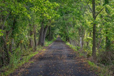 Yeşil bir ormanda, yürüyüş, yürüyüş ve doğa keşfi için davet edilen sakin bir patika. Doğanın barışçıl güzelliğini yakalar.