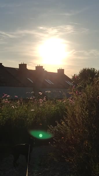 花畑の中の夕日と家の残骸の眺め 太陽の光の中で昆虫を飛んで 道に立つピンチャー犬 — ストック動画