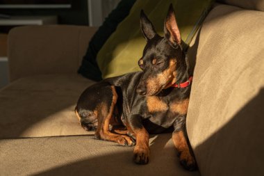 Miniature pinscher, black and tan, lying on the couch and looking away