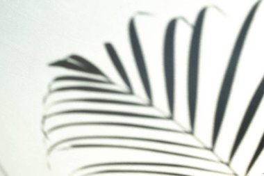 Minimalistic shadow of a palm branch on a white background