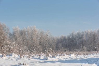 Winter forest in snow and hoarfrost, on a sunny day. Clear skies, sparkling snow.