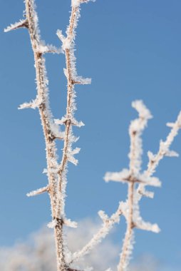 Branches covered with frost on a frosty sunny day
