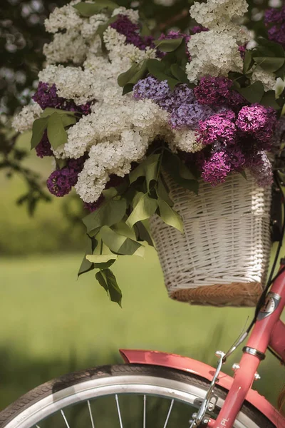 Λευκό Καλάθι Πασχαλιές Ένα Ροζ Ρετρό Ποδήλατο Στο Πάρκο Close — Φωτογραφία Αρχείου