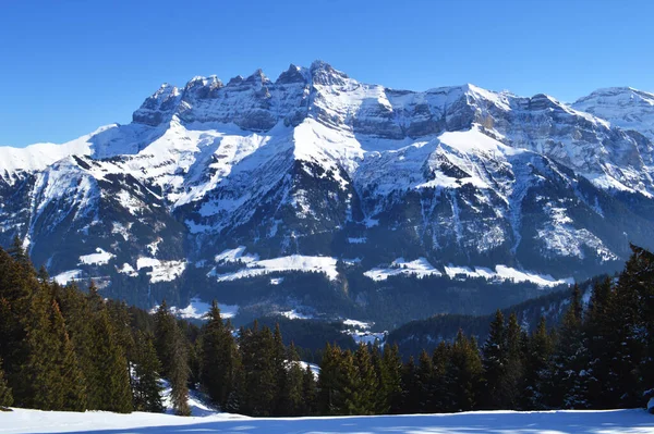 山の中の松の木の上に見えるロッキー山脈の峰 スイスアルプス — ストック写真