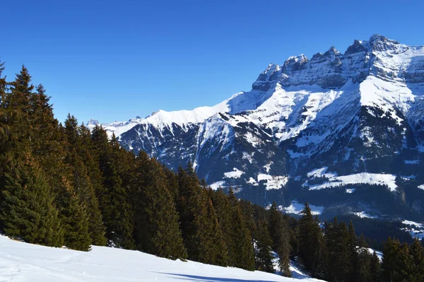 Rotsachtige Bergtoppen Gezien Boven Dennenbomen Bergen Zwitserse Alpen — Stockfoto